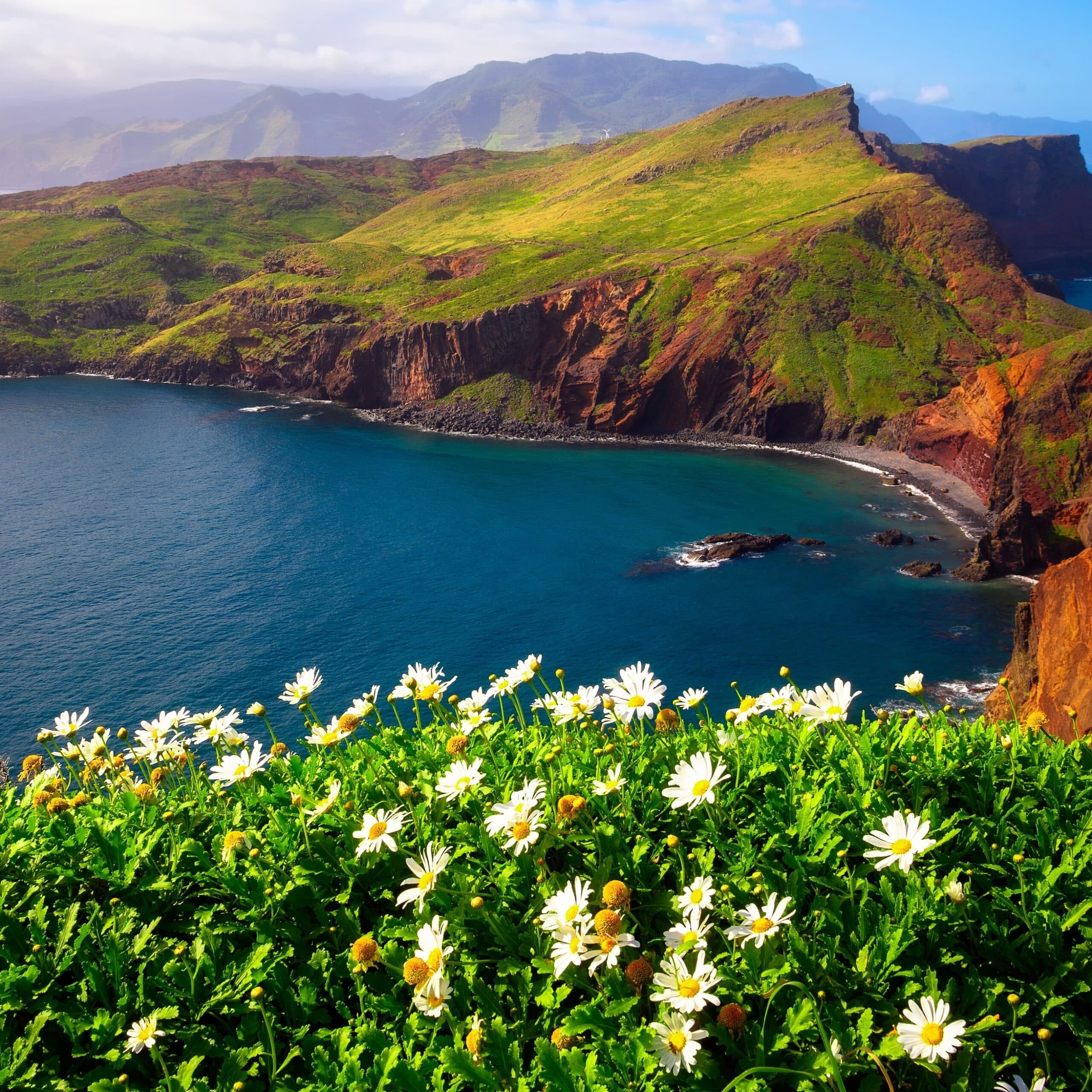 Blossom by the Bay